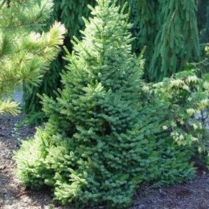 Picea omorika (Smrek balkánsky) ´OMORIKA´, kont. C3L, výška 20-40 cm